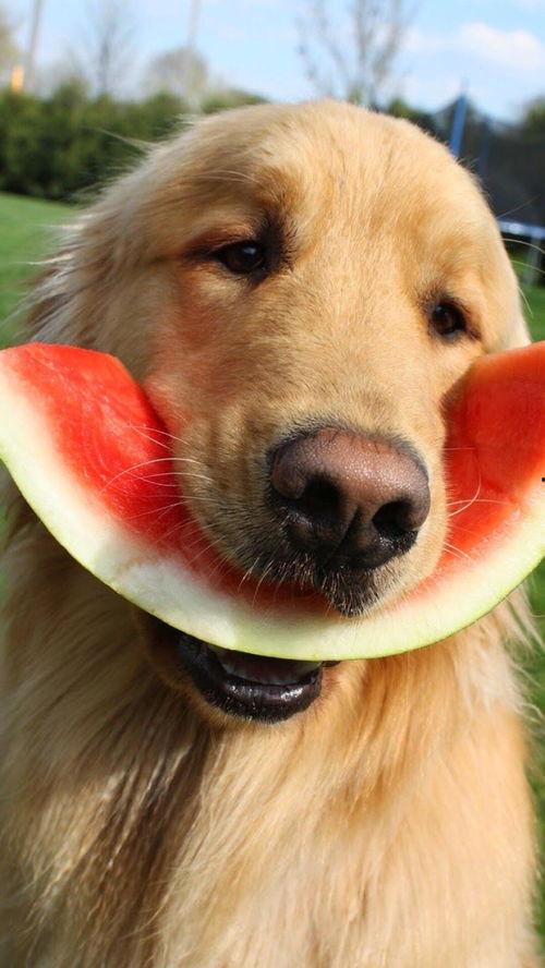 吃瓜网每日大赛困困狗,吃瓜网每日大赛的萌宠明星