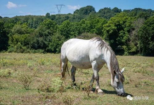 喂驴打一嘴巴子吃瓜娱乐,一场意外的网络狂欢