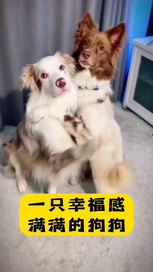 娱乐吃瓜酱最幸福的狗狗