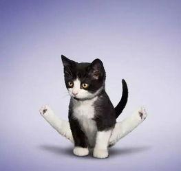 娱乐吃瓜酱猫拦截,揭秘娱乐圈幕后故事